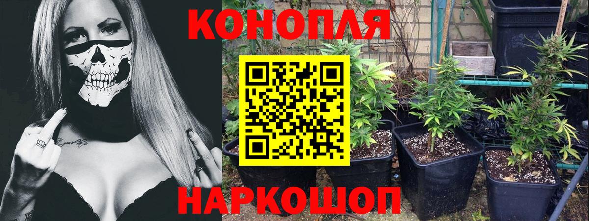 Каннабис план  МАРИХУАНА Bruce Banner  Бошки Шишки индика  Бошки марихуана индика  Трёхгорный  Вход с VPN 